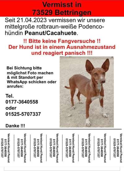 Windhunde - Treffen der besonderen Schönheiten
HERZLICH WILLKOMMEN-Beitrag-Bild