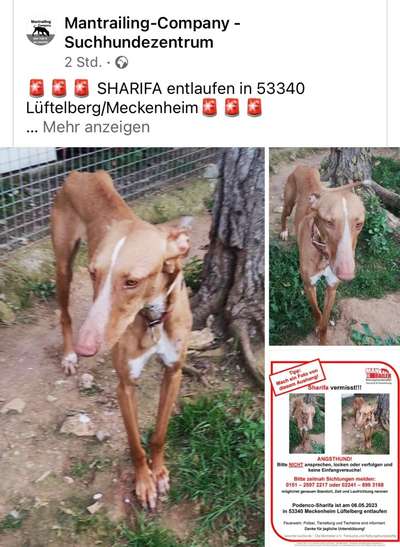 Windhunde - Treffen der besonderen Schönheiten
HERZLICH WILLKOMMEN-Beitrag-Bild