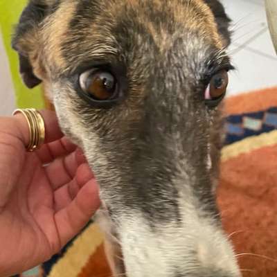 Windhunde - Treffen der besonderen Schönheiten
HERZLICH WILLKOMMEN-Beitrag-Bild