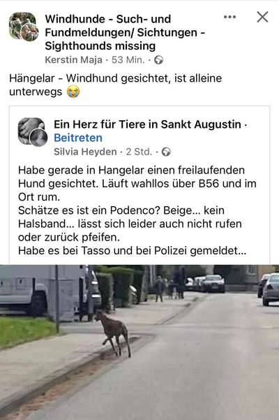 Windhunde - Treffen der besonderen Schönheiten
HERZLICH WILLKOMMEN-Beitrag-Bild