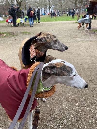Windhunde - Treffen der besonderen Schönheiten
HERZLICH WILLKOMMEN-Beitrag-Bild