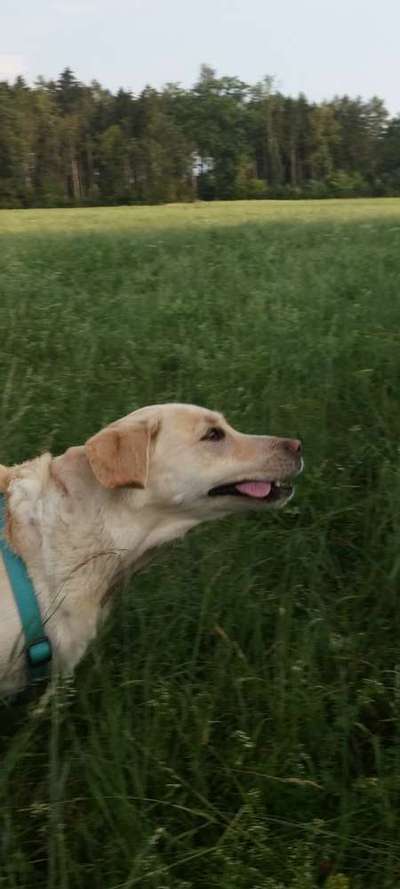 Zeige das lustigste Bild eures Hundis-Beitrag-Bild