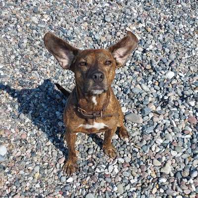 Hundetreffen-Sozial Walk-Bild