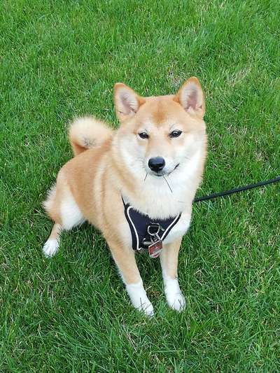 Shiba Inu und andere japanische Rassen!-Beitrag-Bild