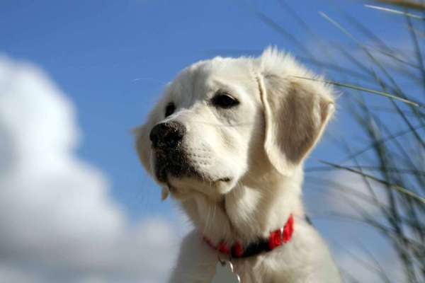 Wo sind die Golden Retriever Liebhaber?-Beitrag-Bild