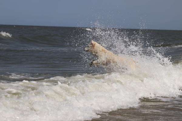Die Dogorama Wochen Challenge: “Dein Hund im Urlaub”-Beitrag-Bild