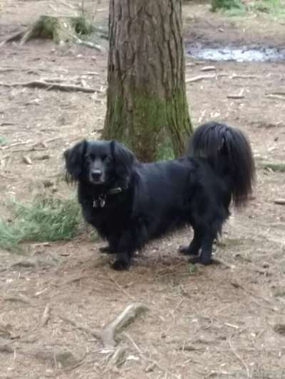 Dein Hund im Dogorama-Kalender 2021-Beitrag-Bild