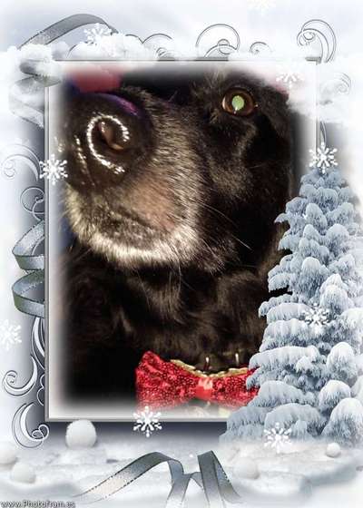 Dein Hund im Dogorama-Kalender 2021-Beitrag-Bild