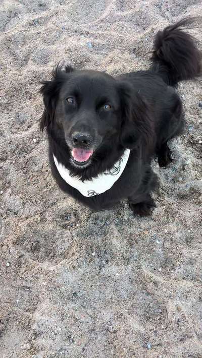 Dein Hund im Dogorama-Kalender 2021-Beitrag-Bild