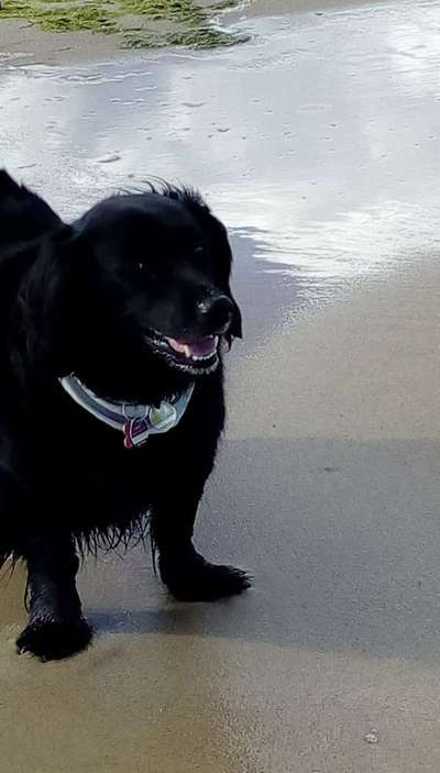 Dein Hund im Dogorama-Kalender 2021-Beitrag-Bild