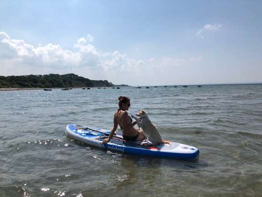 Die Dogorama Wochen Challenge-Beitrag-Bild