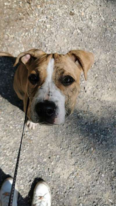 Welpen Bilder !-Beitrag-Bild