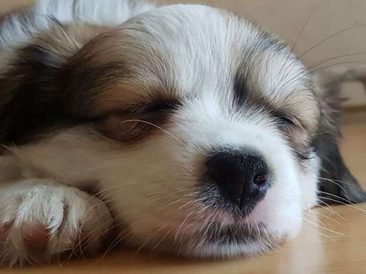 Die Dogorama Kalender Challenge 4/4-Beitrag-Bild