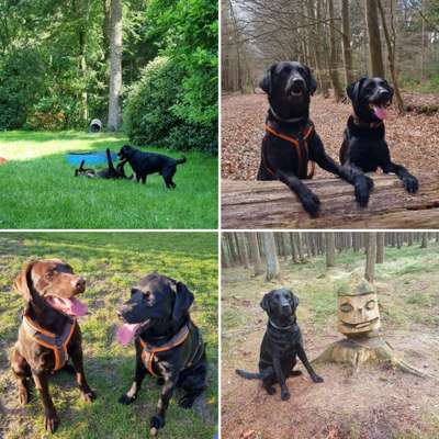 Die Dogorama Wochen Challenge "Friends will be Friends"-Beitrag-Bild