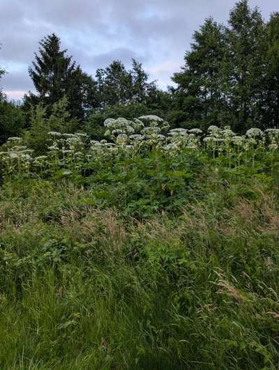 Giftköder-Bärenklau-Bild