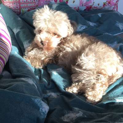 Hundetreffen-Kleine Hunde treffen