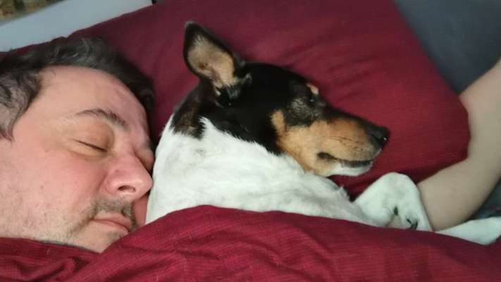 Hunde im Bett-Beitrag-Bild