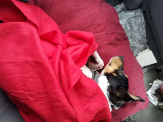 Tag des Hundes-Beitrag-Bild