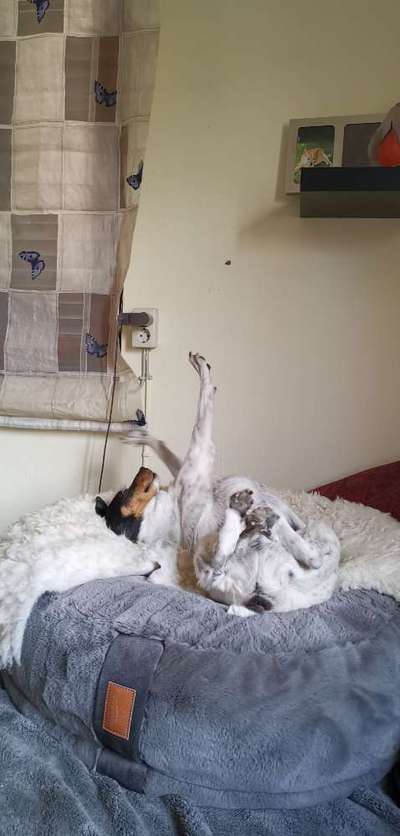 Zeigt mir die lustigsten Schlafpositionen eurer Fellnasen-Beitrag-Bild