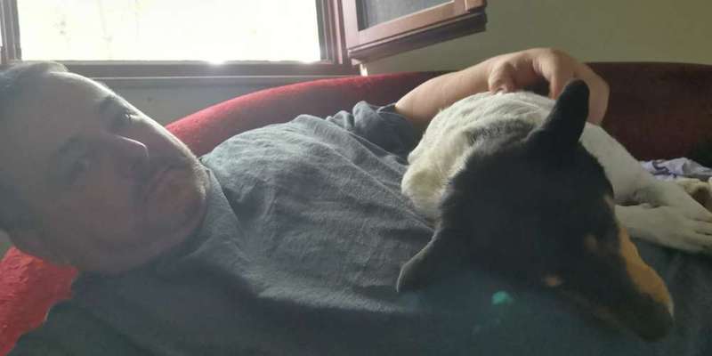 Hunde im Bett-Beitrag-Bild