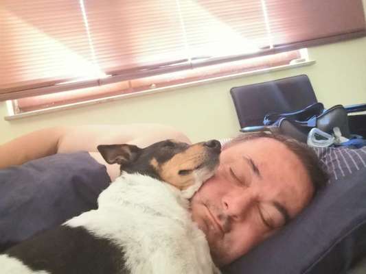 Hunde im Bett-Beitrag-Bild