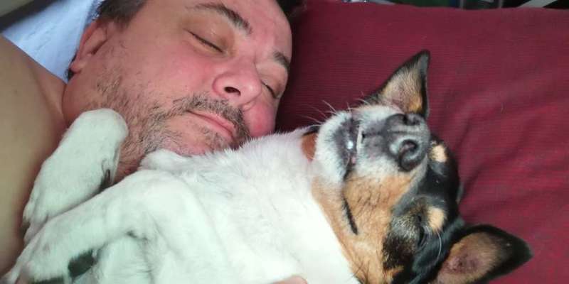 Hunde im Bett-Beitrag-Bild