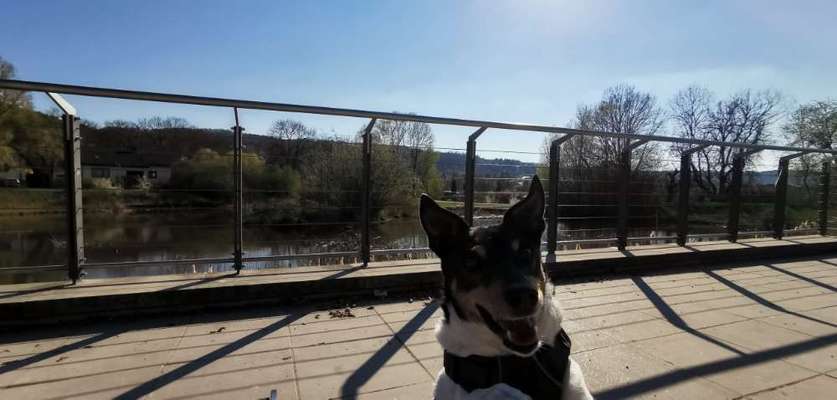 Hund aus dem Spanischen Tierschutz-Beitrag-Bild