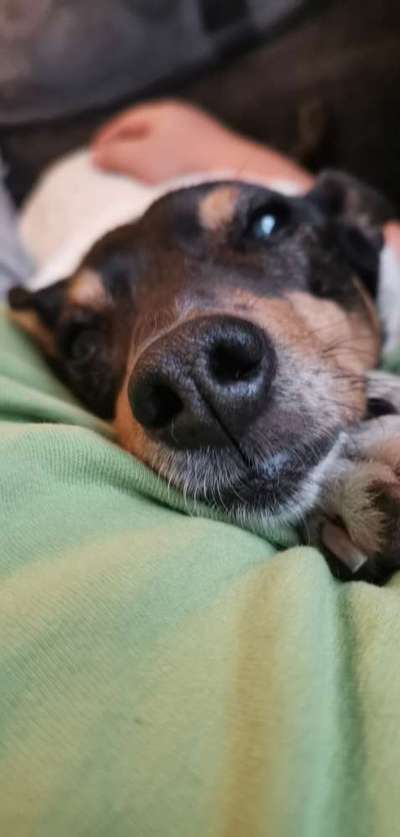 Zeigt mir die tollste Nahaufnahme von eurer Fellnase-Beitrag-Bild