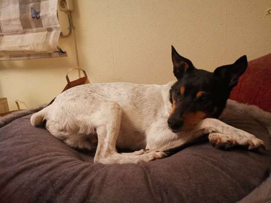 Hund aus dem Spanischen Tierschutz-Beitrag-Bild