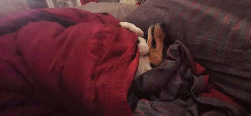 Hunde im Bett-Beitrag-Bild