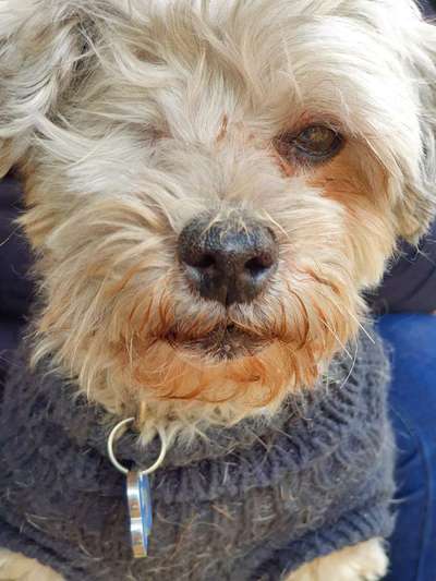 Wie heißt dein Hund?-Beitrag-Bild