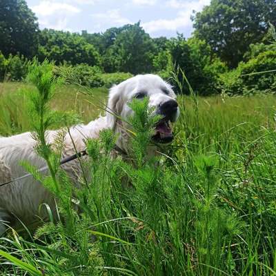 Hundetreffen-Golden Retriever - Labradore - Gefährtin gesucht