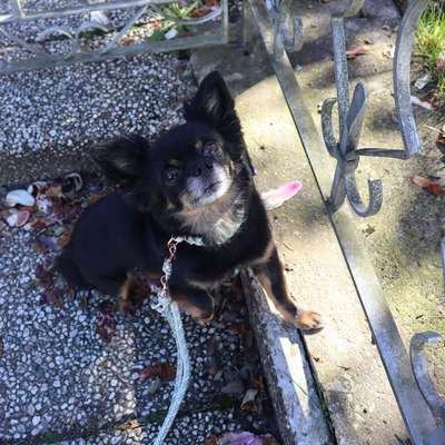 Hundetreffen-Social Walk Fischteiche-Bild