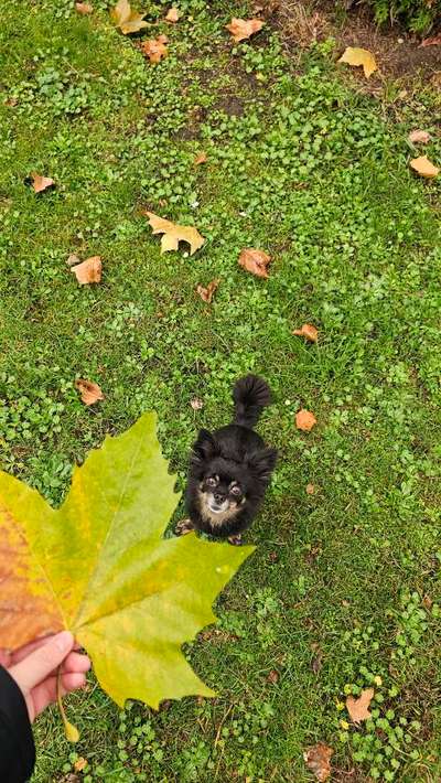 Hundetreffen-Social Walk Fischteiche-Bild