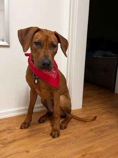 Rhodesian Ridgeback-Beitrag-Bild