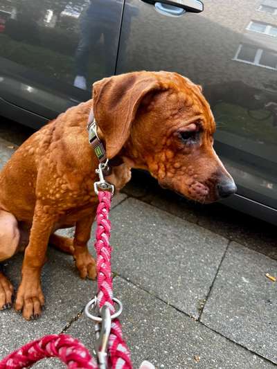 Rhodesian Ridgeback-Beitrag-Bild