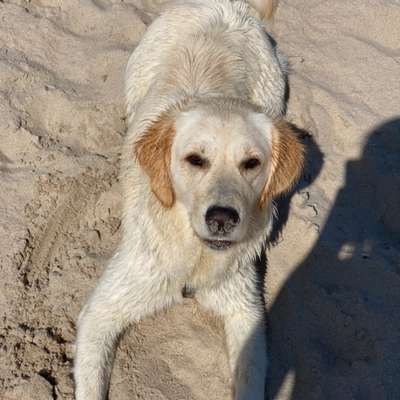 Hundetreffen-Treffen in Wattens-Profilbild