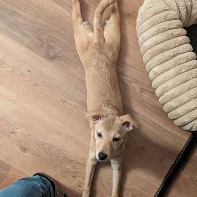 Hundetreffen-Gassi im Osten von Gronau