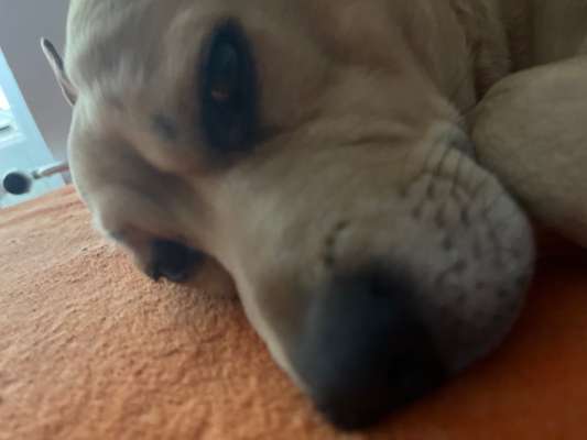 Zeigt mir die tollste Nahaufnahme von eurer Fellnase-Beitrag-Bild