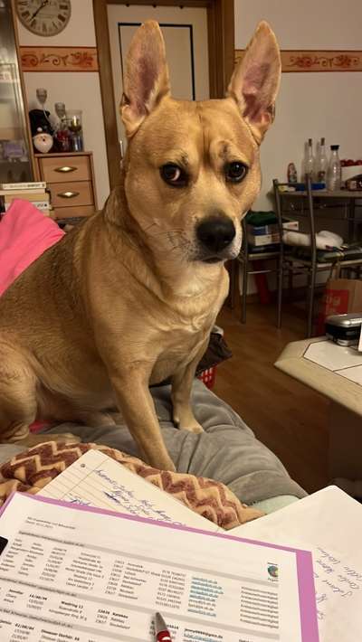 Rhodesian Ridgeback-Beitrag-Bild