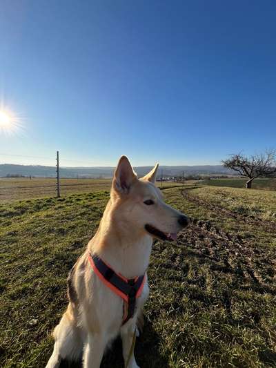 Hundetreffen-Gassi Runden / Hunde Buddys / Spielkameraden-Bild