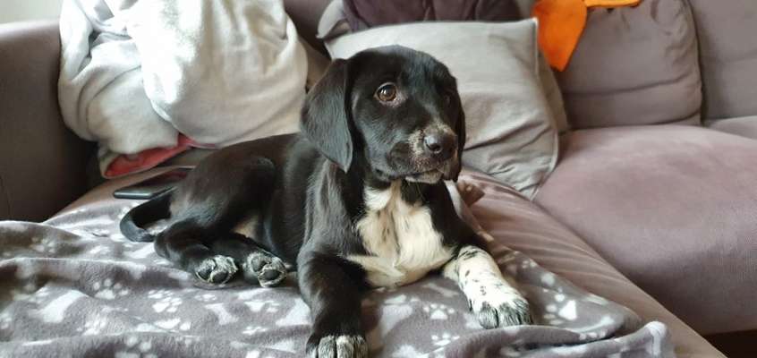 Beagle mischlinge!!-Beitrag-Bild