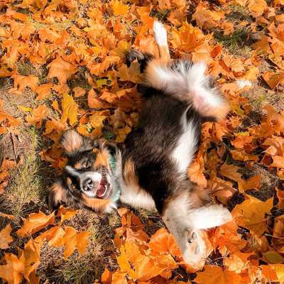 Welpen Bilder !-Beitrag-Bild