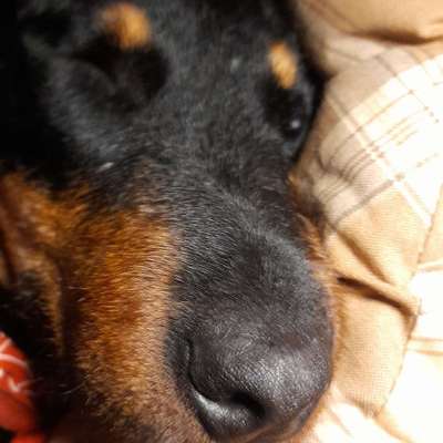 Hundetreffen-Nur bis 13 Jahren bitte-Bild