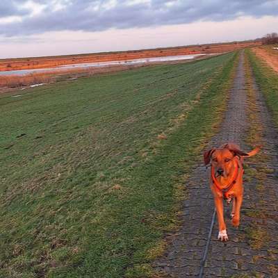 Hundetreffen-Entspannte Spaziergänge-Bild