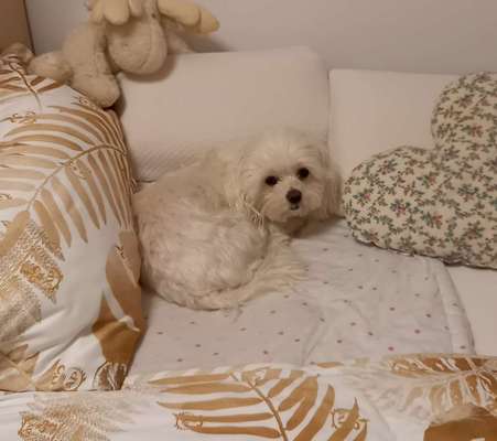 Darf der Hund bei Euch im Bett schlafen?-Beitrag-Bild