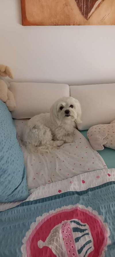 Darf der Hund bei Euch im Bett schlafen?-Beitrag-Bild