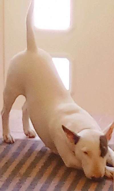 Unsere Fellnasen im Regenbogenland-Beitrag-Bild