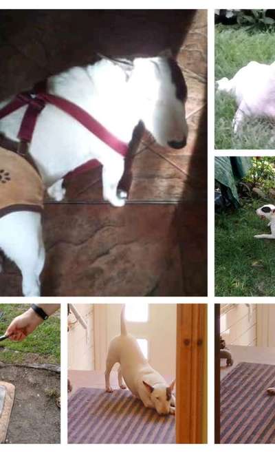 Unsere Fellnasen im Regenbogenland-Beitrag-Bild