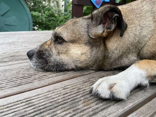 Hund springt nicht mehr-Beitrag-Bild